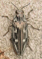 Chalcophora mariana