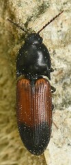 Ampedus balteatus