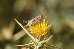 Centaurea solstitialis solstitialis