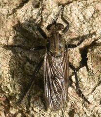 Lasiopogon