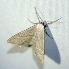 Scopula incanata