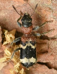 Thanasimus formicarius