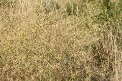 Centaurea solstitialis solstitialis