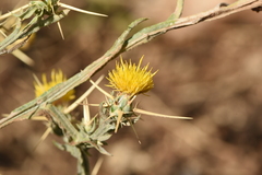 Centaurea solstitialis solstitialis