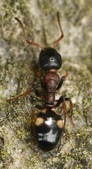 Dolichoderus quadripunctatus