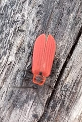 Dictyoptera aurora