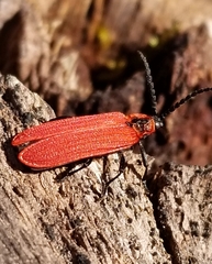 Dictyoptera aurora