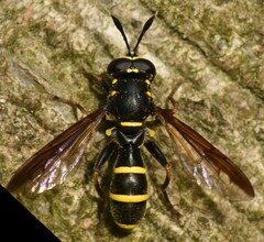 Sphiximorpha subsessilis