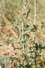Lactuca saligna
