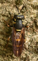 Sphiximorpha subsessilis