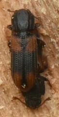 Bitoma crenata