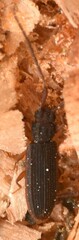 Uleiota planata