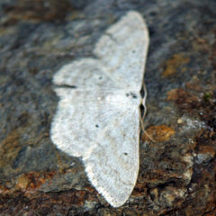 Scopula incanata