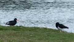 Haematopus leucopodus