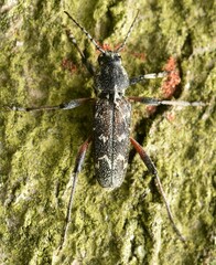 Xylotrechus rusticus
