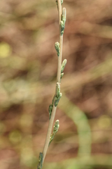 Lactuca saligna
