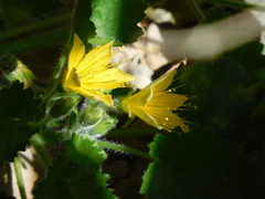 Eucnide bartonioides