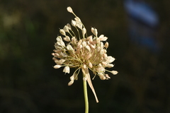 Allium longispathum