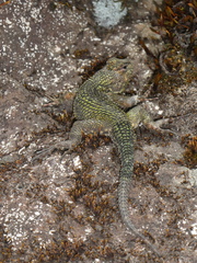 Sceloporus malachiticus