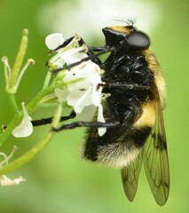 Volucella bombylans