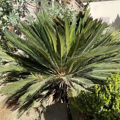 Phoenix canariensis