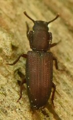 Pycnomerus terebrans