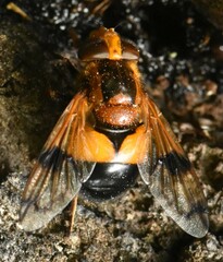 Volucella inflata