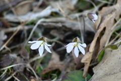 Hepatica americana