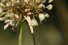 Allium longispathum