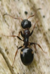 Dolichoderus quadripunctatus
