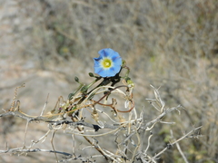 Ipomoea cardiophylla