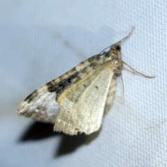 Epirrhoe galiata