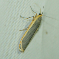 Eilema lurideola
