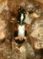 Bembidion articulatum