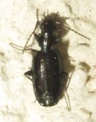Microlestes