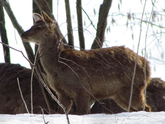 Cervus nippon