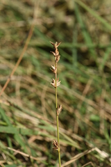 Carex divulsa