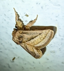 Unithosea albilineata
