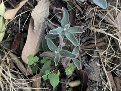 Ditaxis humilis