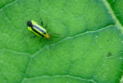 Poecilocapsus lineatus