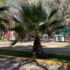 Washingtonia
