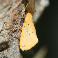 Setina irrorella