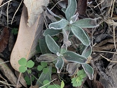 Ditaxis humilis