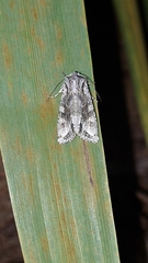 Ichneutica mutans