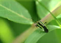 Poecilocapsus lineatus