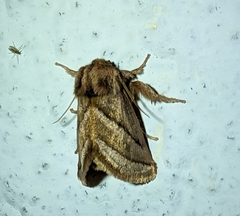 Unithosea albilineata