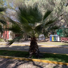 Washingtonia