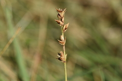Carex divulsa