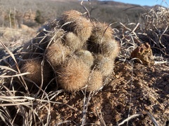 Echinocereus reichenbachii baileyi