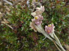 Pseudognaphalium roseum